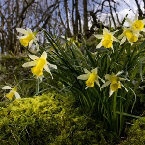 Wild daffodil {Narciccus pseudonarcissus} flowering in hazel woodland, Peak District National Park