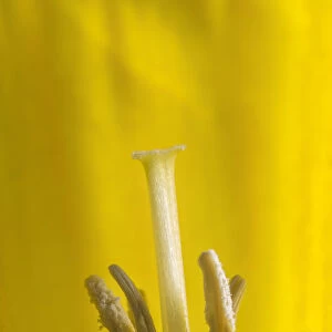 Wild daffodil (Narcissus pseudonarcissus) stamens and stigma