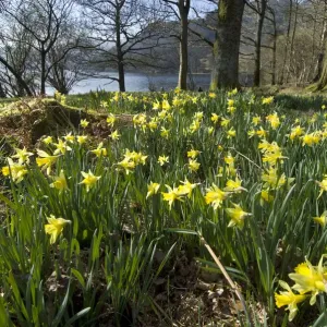 Wild daffodil (Narcissus pseudonarcissus) at Glencoyne Bay, Ullswater, Lake District Wild daffodil (Narcissus pseudonarcissus) at Glencoyne Bay, Ullswater, Lake District