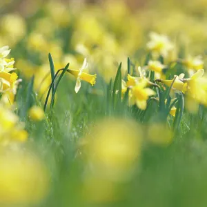 Framed and Canvas Prints plus a lot more: Easter