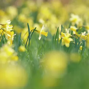 Wild daffodils {Narcissus pseudonarcissus} Gloucestershire, UK Wild daffodils {Narcissus pseudonarcissus} Gloucestershire, UK