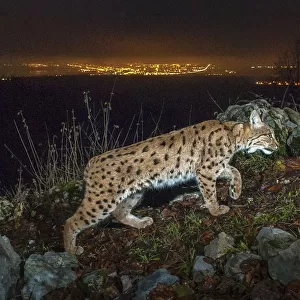 Wild Eurasian lynx (Lynx lynx) at night with city lights and sky glow behind, Switzerland