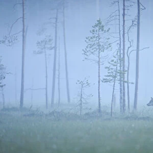 Wild European Grey wolf (Canis lupus) silhoutted in mist, Kuhmo, Finland, July 2008