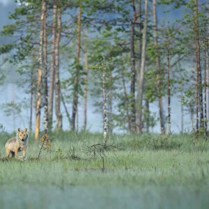 Wild European Grey wolf (Canis lupus) Kuhmo, Finland, July 2008