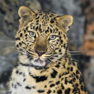 Wild female Amur leopard Print, Kedrovaya Pad reserve Wild female Amur leopard Print, Kedrovaya Pad reserve