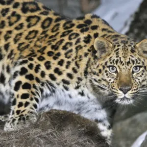 Wild female Amur leopard (Panthera pardus orientalis) Kedrovaya Pad reserve, Primorsky Krai Wild female Amur leopard (Panthera pardus orientalis) Kedrovaya Pad reserve, Primorsky Krai