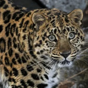 Wild Amur Leopard Print, Kedrovaya Pad reserve Wild Amur Leopard Print, Kedrovaya Pad reserve