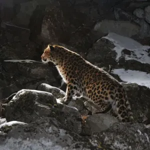 Wild female Amur leopard print on rocky hillside Wild female Amur leopard print on rocky hillside