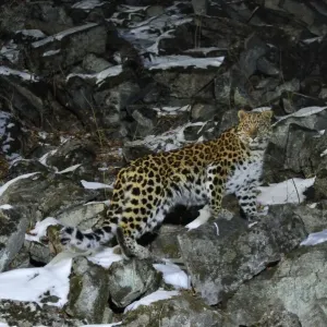 Wild Amur Leopard Print on Rocky Hillside Wild Amur Leopard Print on Rocky Hillside