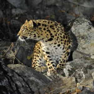 Wild female Amur leopard print on rocky hillside Wild female Amur leopard print on rocky hillside