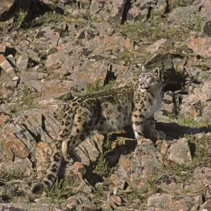 Wild female Snow Leopard (Panthera uncia) standing camouflaged on rocky mountainside