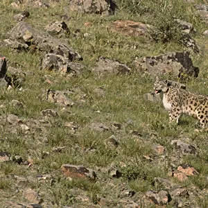 Wild female Snow Leopard (Panthera uncia) portrait, standing on grassy mountainside