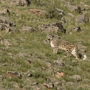 Wild Snow Leopard Print, Altai Mountains, Mongolia Wild Snow Leopard Print, Altai Mountains, Mongolia