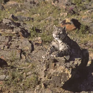 Wild Snow Leopard Print: A Camouflaged Female at 2500m Wild Snow Leopard Print: A Camouflaged Female at 2500m