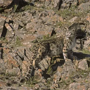Wild female Snow Leopard (Panthera uncia) standing camouflaged on rocky mountainside Wild female Snow Leopard (Panthera uncia) standing camouflaged on rocky mountainside