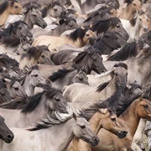 Wild / feral Dulmen ponies (Equus caballus) close up of herd of mares and foals running