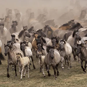 Wild / feral Dulmen ponies (Equus caballus) herd of mares and foals running on the
