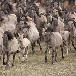 Wild / feral Dulmen ponies (Equus caballus) herd of mares and foals running on the