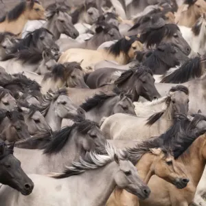 Wild / feral Dulmen ponies (Equus caballus) close up of herd of mares and foals running Wild / feral Dulmen ponies (Equus caballus) close up of herd of mares and foals running