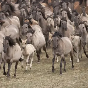 Wild / feral Dulmen ponies (Equus caballus) herd of mares and foals running on Wild / feral Dulmen ponies (Equus caballus) herd of mares and foals running on