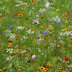 Wild flower meadow in city centre, Sheffield, Yorkshire, UK, August 2009