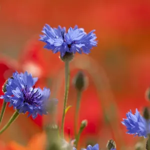 Wildblumenwiese mit Blaukleebeeren Centauria cyanus England - Derbyshire Juni Wildblumenwiese mit Blaukleebeeren Centauria cyanus England - Derbyshire Juni