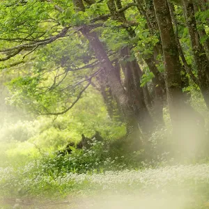 Wild garlic carpet print, Combe Valley woodland scene Wild garlic carpet print, Combe Valley woodland scene