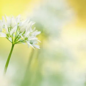 Wild garlic (Allium ursinum) close-up, Combe Valley, Cornwall, UK. May 2014 Wild garlic (Allium ursinum) close-up, Combe Valley, Cornwall, UK. May 2014