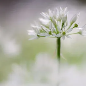 Wild garlic (Allium ursinum) flowering in woodland, Boscastle, Cornwall, England, UK. April Wild garlic (Allium ursinum) flowering in woodland, Boscastle, Cornwall, England, UK. April