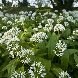 Wild garlic / Ramsons (Allium ursinum) flowering in, woodland, Cornwall, England, UK, May