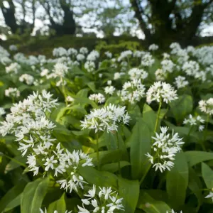Wild garlic / Ramsons (Allium ursinum) flowering in, woodland, Cornwall, England, UK, May Wild garlic / Ramsons (Allium ursinum) flowering in, woodland, Cornwall, England, UK, May
