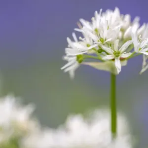 Wild garlic / Ramsons (Allium ursinum) flowering in woodland, Lanhydrock Woodland Wild garlic / Ramsons (Allium ursinum) flowering in woodland, Lanhydrock Woodland