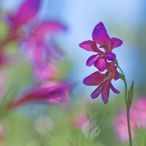 Wild gladiolus (Gladiolus illyricus) flowers, Menorca, Balearic Islands, Spain, Europe