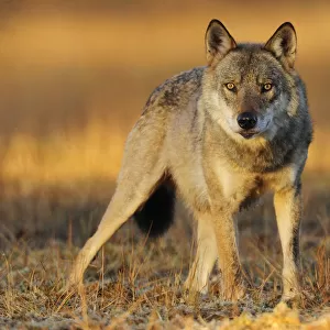 Wild Grey wolf (Canis lupus) Kuhmo, Finland, September