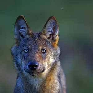 Wild Grey wolf (Canis lupus), in meadow, Saxony-Anhalt, Germany Wild Grey wolf (Canis lupus), in meadow, Saxony-Anhalt, Germany
