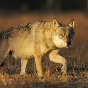 Wild Grey wolf (Canis lupus) walking Print, Kuhmo Finland September Wild Grey wolf (Canis lupus) walking Print, Kuhmo Finland September