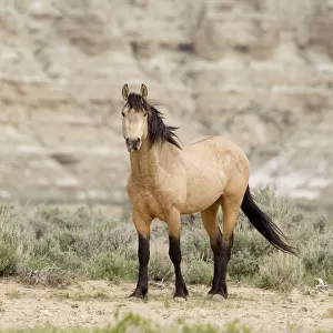 Wild horse / Mustang, dun, Adobe Town, Wyoming, USA