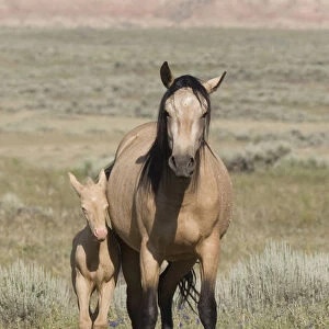 Wild horse / mustang in McCullough Peaks, Wyoming, USA - buckskin mare and cremello