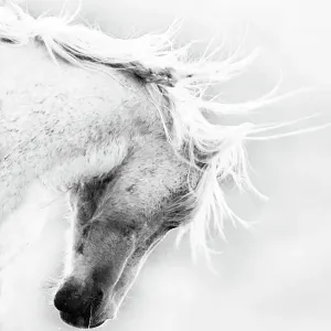 Wild Pferdestag/ Wilder Pferdezucht schüttelt Kopf und Mähne in der Nähe von Adobe Town Herd Area im südwestlichen Wyoming, USA, WINNER DER WILDE HORSE SEZION EQUINE IDEAL PHOTOGRAPHY CONTEST 2012 Wild Pferdestag/ Wilder Pferdezucht schüttelt Kopf und Mähne in der Nähe von Adobe Town Herd Area im südwestlichen Wyoming, USA, WINNER DER WILDE HORSE SEZION EQUINE IDEAL PHOTOGRAPHY CONTEST 2012
