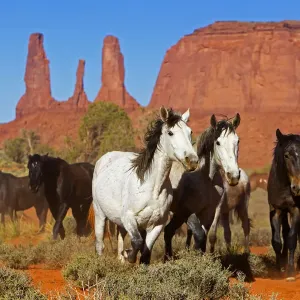 Wild Horses Print, Monument Valley Landscape Wild Horses Print, Monument Valley Landscape