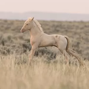 Wild Horses / Mustangs, cremello colt stretching, McCullough Peaks Herd Area, Cody