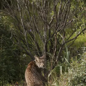Braunwildeuropäischer Luchs (Lynx pardinus), männlich, ein Jahr alt mit GPS-Verfolgungskragen in sitzender Haltung Braunwildeuropäischer Luchs (Lynx pardinus), männlich, ein Jahr alt mit GPS-Verfolgungskragen in sitzender Haltung