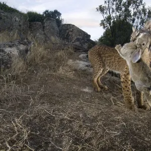 Wild Iberian lynx (Lynx pardinus) male carrying rabbit prey, Sierra de Andjar Natural Park Wild Iberian lynx (Lynx pardinus) male carrying rabbit prey, Sierra de Andjar Natural Park