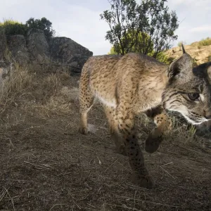 Wild Iberian lynx (Lynx pardinus) male walking, Sierra de Andjar Natural Park, Mediterranean