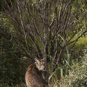 Wild Iberian lynx (Lynx pardinus) male, one year, with GPS tracking collar, sitting