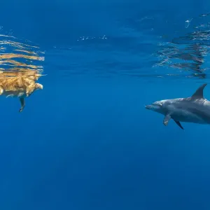 Wild Indian Ocean bottlenose dolphin (Tursiops adunctus) Wild Indian Ocean bottlenose dolphin (Tursiops adunctus)