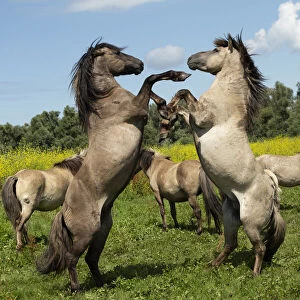 Two wild konik horse stallions fighting in front of herd