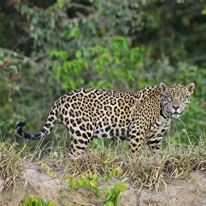 Wild male Jaguar (Panthera onca palustris) walking along the bank of the Cuiaba River
