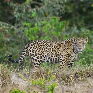 Wild Male Jaguar Print - Northern Pantanal, Brazil Wild Male Jaguar Print - Northern Pantanal, Brazil