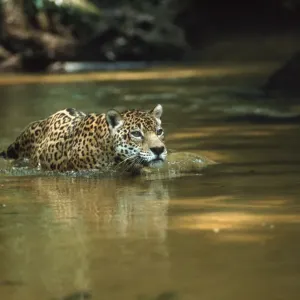 Wild Male Jaguar Print, Amazon Basin Wild Male Jaguar Print, Amazon Basin